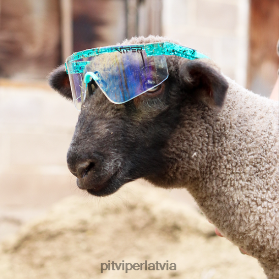 R8ZD60104 Baja Blaster 2000. gadi Pit Viper