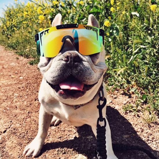 R8ZD60107 monstru vērsis polarizējās Pit Viper