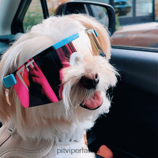 R8ZD60137 gobijs polarizēts dubultplatumā Pit Viper