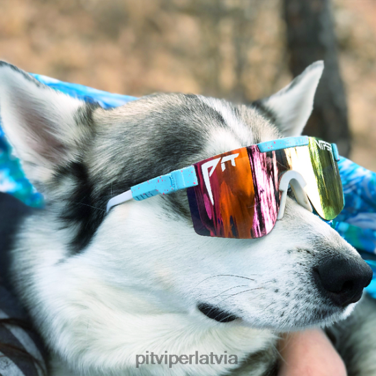 R8ZD6078 gobijs polarizējās Pit Viper